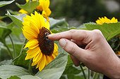 Bumblebee on a Sunflower caressed by a human France
