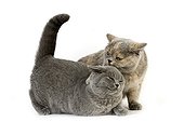 Female British Shorthair Blue Cream Shorthair Blue ; Attitude of dominance and submission