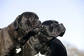 Cane corso male biting the ear of the female to play 