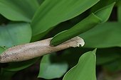 Lily-of-the-valley leaf growing through a dead leaf