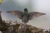Common Starling parade on a branch in Switzerland 
