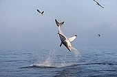 Great White Shark jumping False Bay South africa