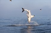 Great White Shark jumping False Bay South africa