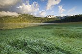 Grassy shore of Black Lake NP Durmitor Montenegro