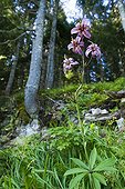 Purple turk's cap lily Black Lake Durmitor NP Montenegro 