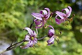 Purple turk's cap lily Black Lake Durmitor NP Montenegro 