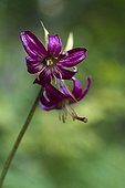 Purple turk's cap lily Black Lake Durmitor NP Montenegro 