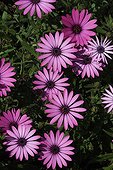 Daisybush flowers