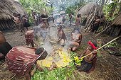 Dani Tribe preparing Earth Oven Baliem Valley New Guinea ; Barapen Ceremony
