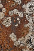 Lichens on shale