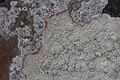 Lichens on shale