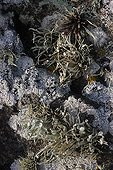 Crustaceous and hoary rosettes lichens on shale