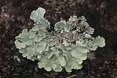 Hoary rosette lichen on shale