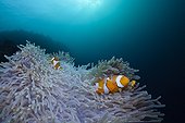 Clown Anemonefish in Magnificent Sea Anemone Indonesia