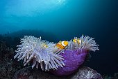 Clown Anemonefish in Magnificent Sea Anemone Indonesia
