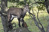 Young ibex on a branch Creux du Van Jura Switzerland
