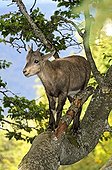 Young ibex on a branch Creux du Van Jura Switzerland