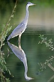 Grey Heron on the lookout in water Allan Reserve  France ; Yearling