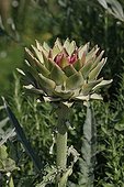 Artichoke in bloom in a garden