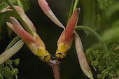 Sycamore maple in bud in a garden