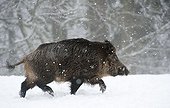 Wild boar (Sus scrofa) in the snow