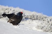 Male black grouse parade in snow Swiss Alps 