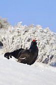 Male black grouse parade in snow Swiss Alps 