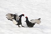Fight og Male black grouse parade in snow Swiss Alps 