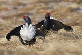 Male black grouse facing on lek mating area Swiss Alps 