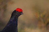 Portrait of male black grouse on lek mating area Swiss Alps 