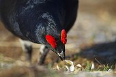 Male black grouse eating crocus on lek mating area Swiss