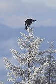 Black Grouse male parade on a snowy tree Switzerland 