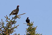 Black Grouse males parade on trees Alps Switzerland 