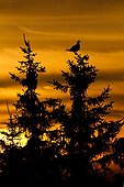 Black Grouse male parade on a tree at sunset Switzerland