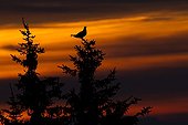 Black Grouse male parade on a tree at sunset Switzerland