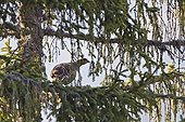 Female black grouse in a tree during the parade Switzerland