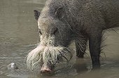 Bearded Pig (Sus barbatus), found in Malaysia, Sumatra and Borneo, Hellabrunn Zoo, Munich, Bavaria, Germany