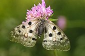 Apollo resting on a Scabious in the Ecrins France 