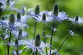 Alpine Sea Holly in bloom in the Ecrins France