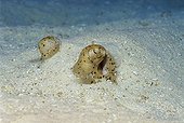 Bluespotted Stingray (Dasyatis kuhlii), eye, hiding in the sand, camouflaged, Similan Islands, Andaman Sea, Thailand, Asia, Indian Ocean