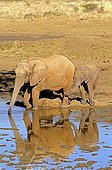 African Elephant cow (Loxodonta africana) with a young calf at a waterhole, Madikwe Game Reserve, South Africa, Africa