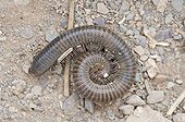 Millipede (Juliformia) in Quiver Tree Canyon, Naukluft Mountains, Namibia, Africa