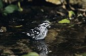 Black-and-White Warbler (Mniotilta varia), adult bathing, High Island, Texas, USA