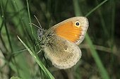 Small Heath (Coenonympha pamphilus)