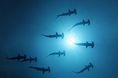 Nine Scalloped Hammerhead Sharks (Sphyrna lewini) swimming as silhouettes in open water with the sun at the sea surface, seen from below, Darwin Island, Galapagos archipelago, UNESCO World Heritage Site, Ecuador, South America, Pacific Ocean