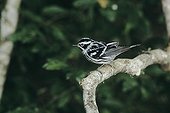 Black-and-White Warbler (Mniotilta varia), adult, High Island, Texas, USA