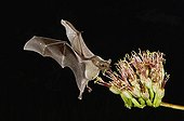 Lesser Long-nosed Bat (Leptonycteris curasoae), adult in flight at night feeding on Agave blossom (Agave sp.), Tucson, Sonoran desert, Arizona, USA