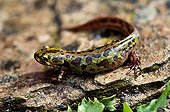 Marbled Newt adult in Extremadura Spain 