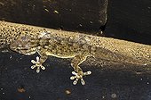 Crocodile Gecko camouflaged under a roof on the day Spain 