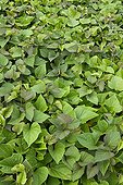 Sweet potato foliage